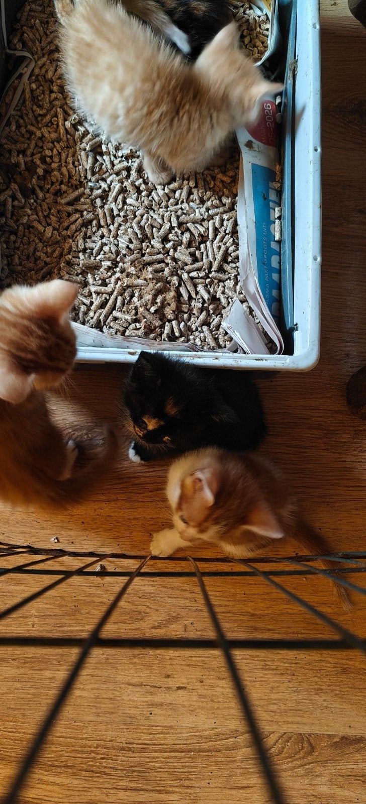 kittens, Dieren en Toebehoren, Katten en Kittens | Overige Katten, Kater, Kortharig, 0 tot 2 jaar