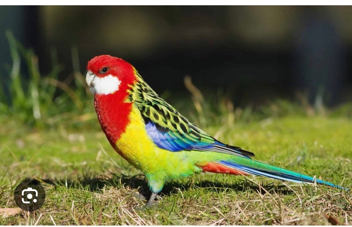2 rosella vogels, een koppeltje, Meerdere dieren, Parkiet