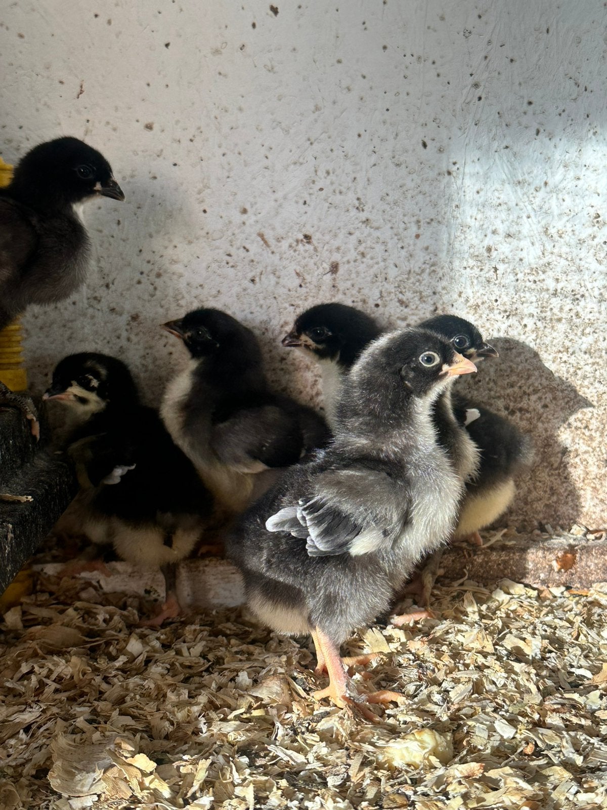 Marans kuikens, Dieren en Toebehoren, Pluimvee, Geslacht onbekend, Kip