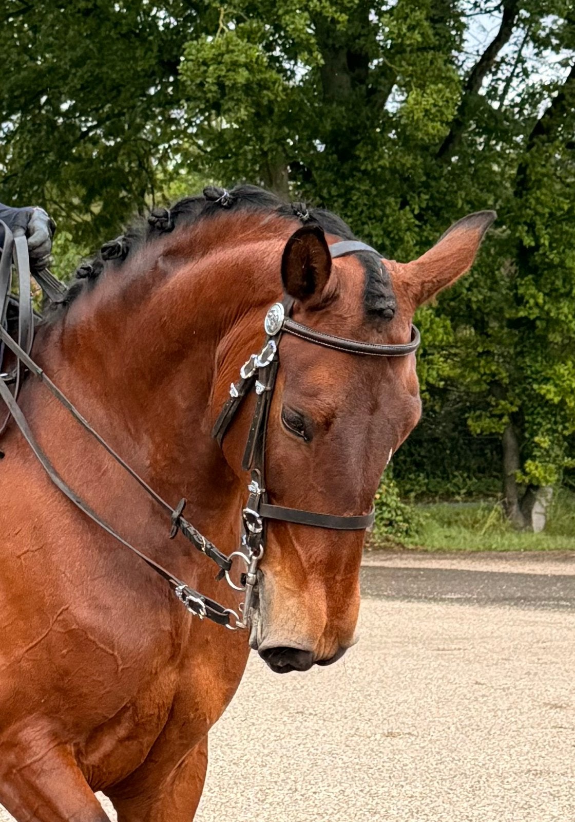 Lieve 9 jarige Lusitano merrie, Dieren en Toebehoren, Merrie, Dressuurpaard, 7 tot 10 jaar, 165 tot 170 cm