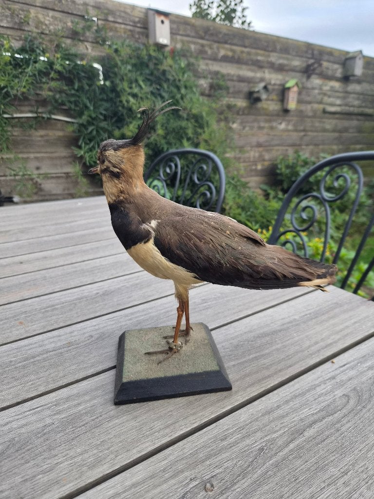 Dierenverzameling opgezette vogel spreeuw kievit meeuw, Verzamelen, Ophalen, Zo goed als nieuw, Vogel, Opgezet dier