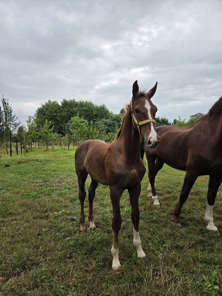 Hengstveulen Wennemars, Minder dan 160 cm, Met stamboom, Niet van toepassing, 0 tot 2 jaar
