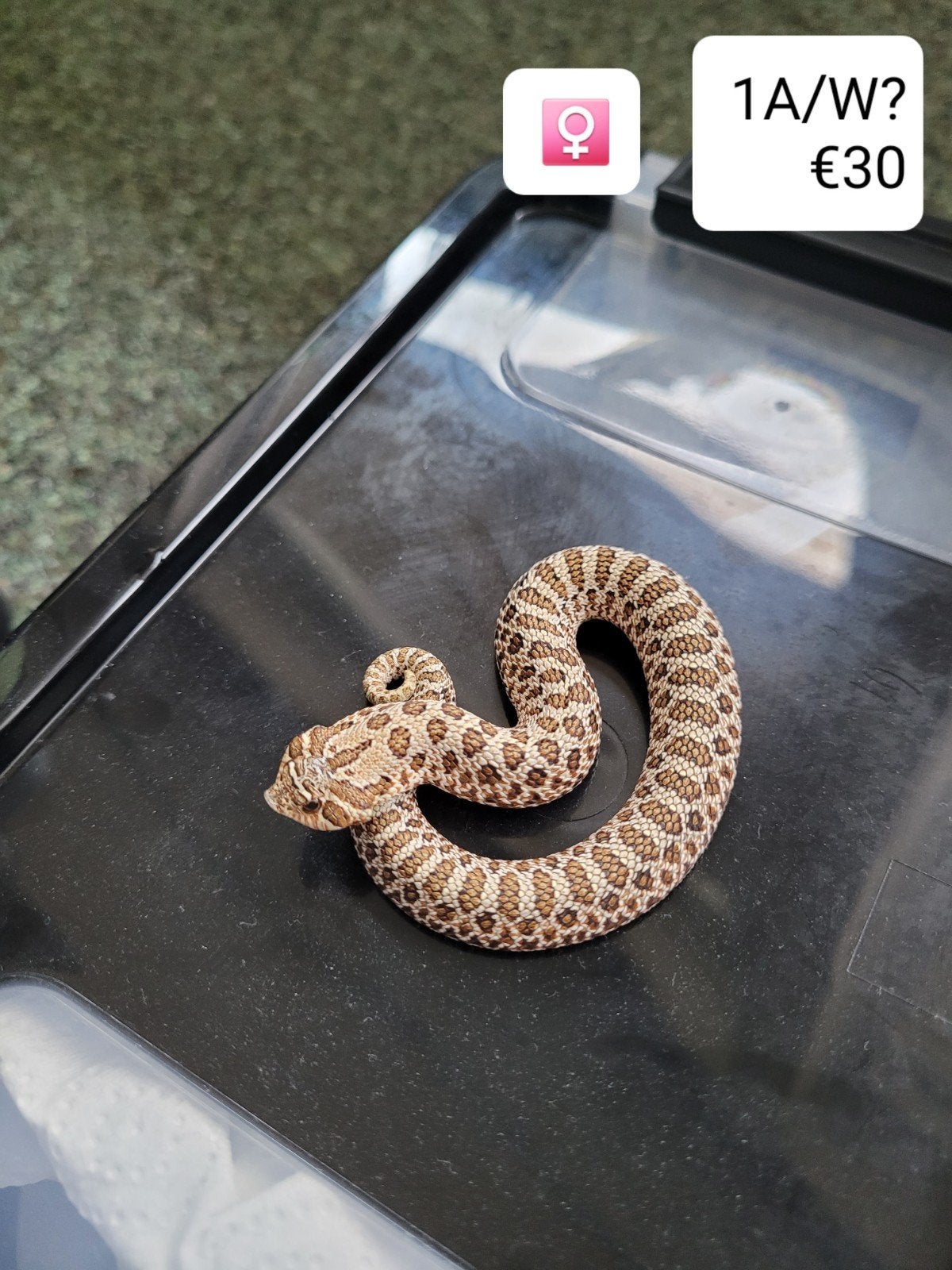 Heterodon Nasicus - Haakneusslang Hognose Snake photo 15