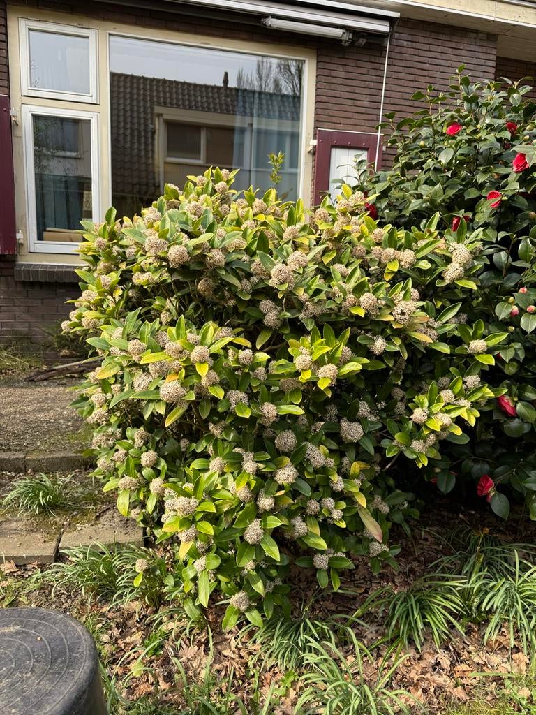 Skimmia plant, Vaste plant, Halfschaduw, Lente, Ophalen