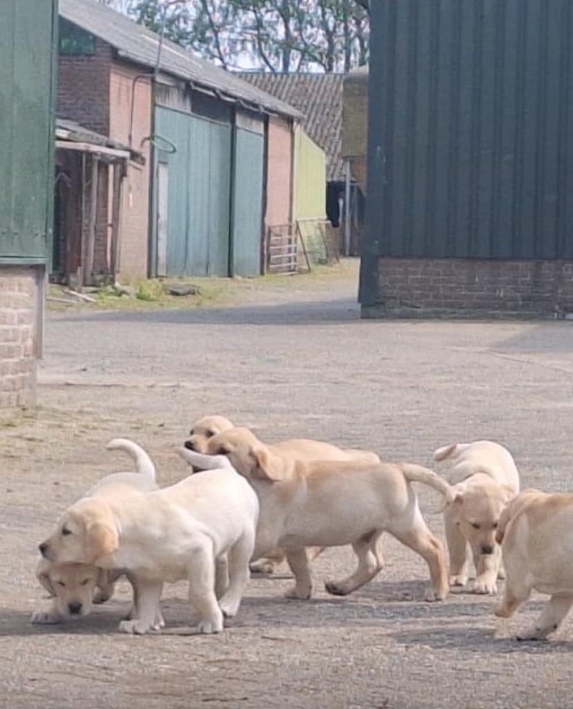 Leuke puppy’s, Dieren en Toebehoren, Honden | Retrievers, Spaniëls en Waterhonden, Golden retriever, Parvo, 8 tot 15 weken, Meerdere