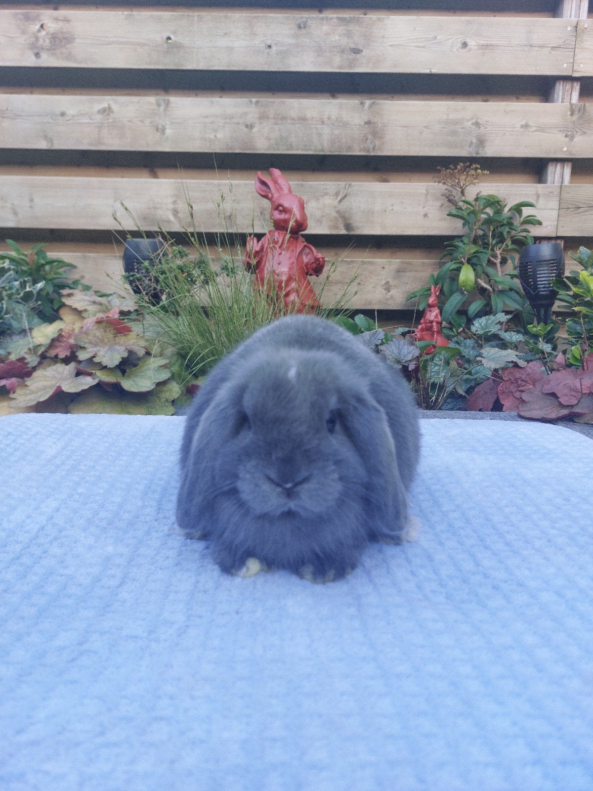 Te koop mooi lief blauw nhd rammetje !, Mannelijk, Dwerg, Hangoor, 0 tot 2 jaar