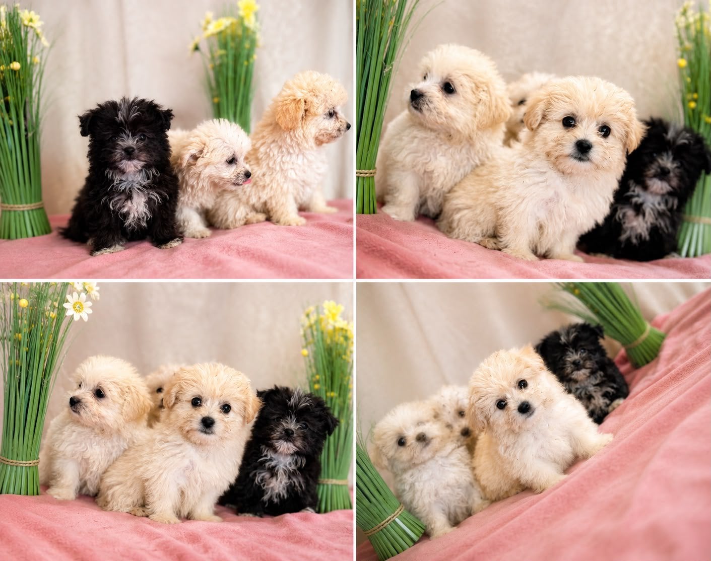 Schattige MaltezerXPomeriaan pups zoeken een liefdevol thuis, HCC (leverziekte), 8 tot 15 weken, Meerdere, Meerdere dieren
