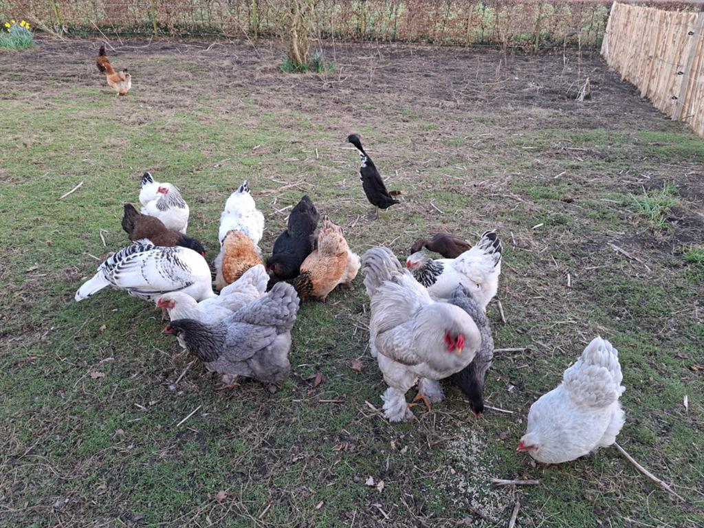Broedeieren Brahma's groot, Dieren en Toebehoren, Geslacht onbekend, Kip