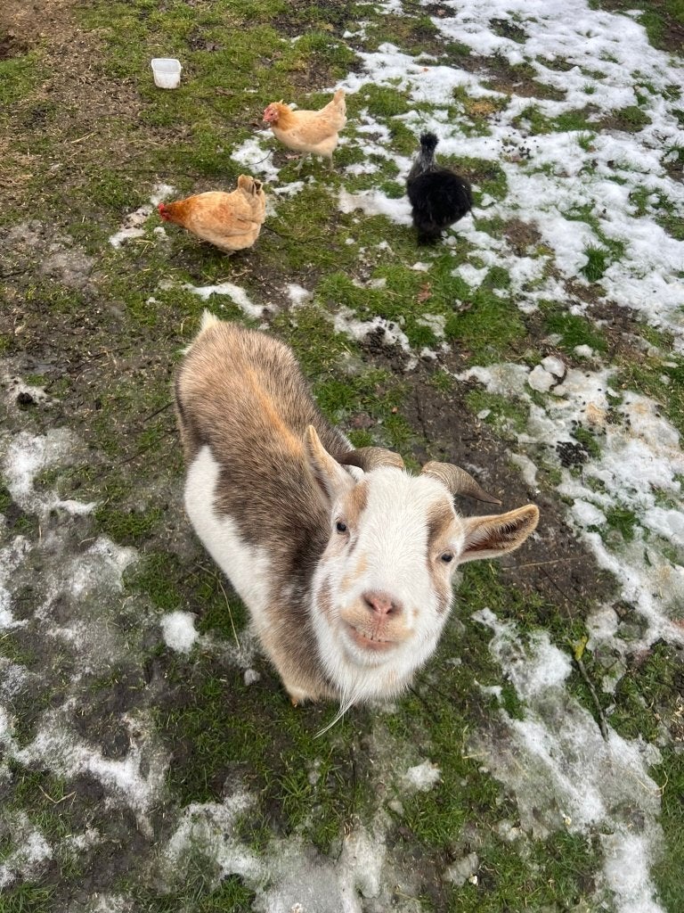 Lieve tamme gecastreerde dwerg bok 3.5 jaar, Mannelijk, Geit, 3 tot 5 jaar