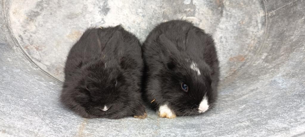 2 jonge konijnen (rammelaars), Dieren en Toebehoren, Konijnen, Mannelijk, Middelgroot, 0 tot 2 jaar