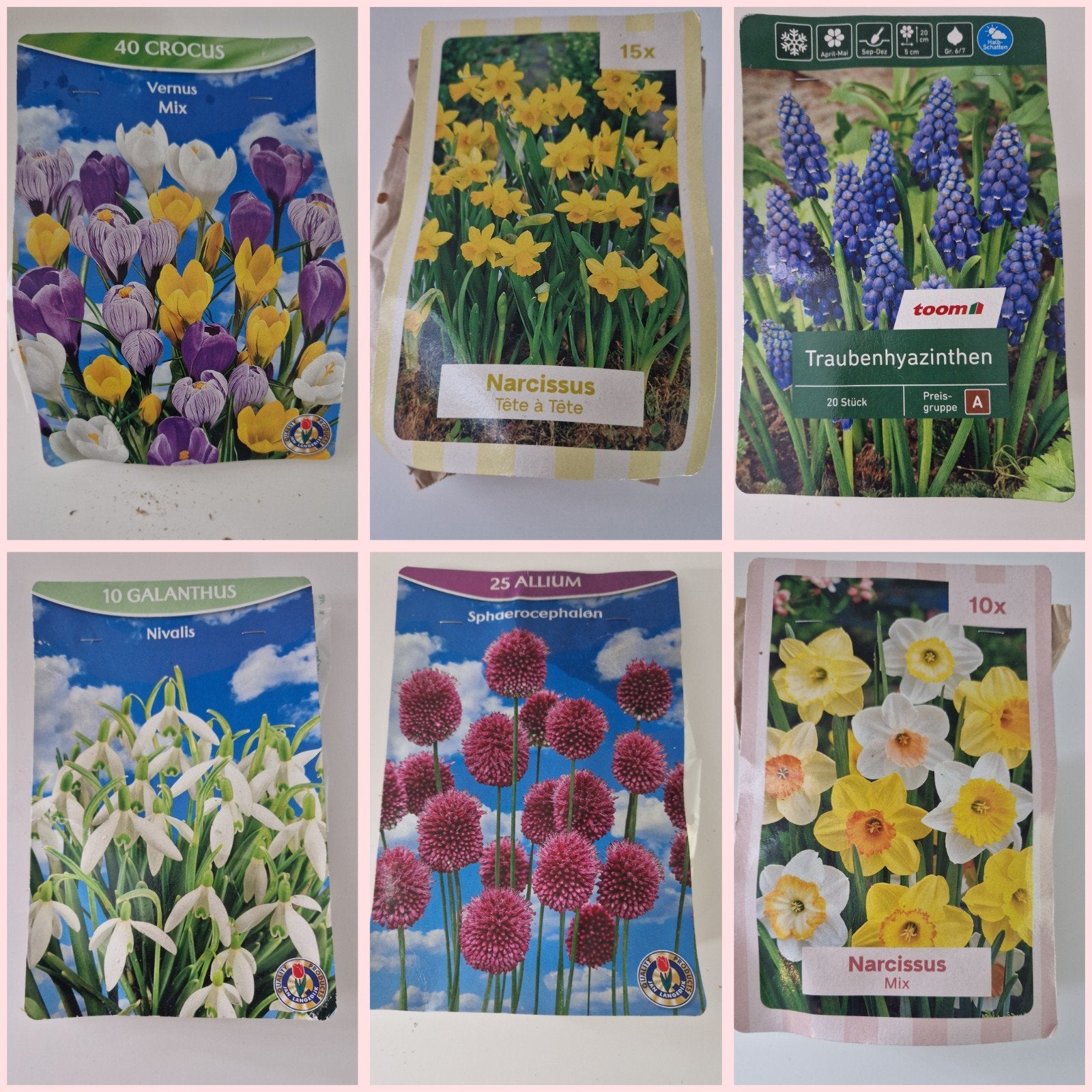 Diverse bloembollen, narcis, muscari, crocus, allium, etc, Tuin en Terras, Ophalen of Verzenden, Najaar, Volle zon, Bloembol