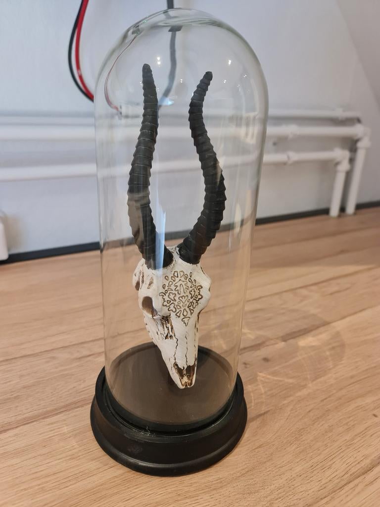 Glazen stolp met dierenschedel - 33cm hoog, Vintage, Gebruikt, Meerkleurig, Ophalen of Verzenden