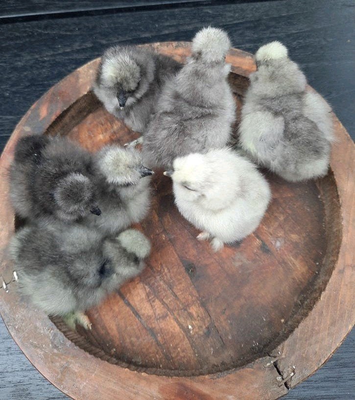 Zijdehoen Showgirl Naakthals kuikens DNA getest hen ♀️, Dieren en Toebehoren, Pluimvee, Vrouwelijk, Kip