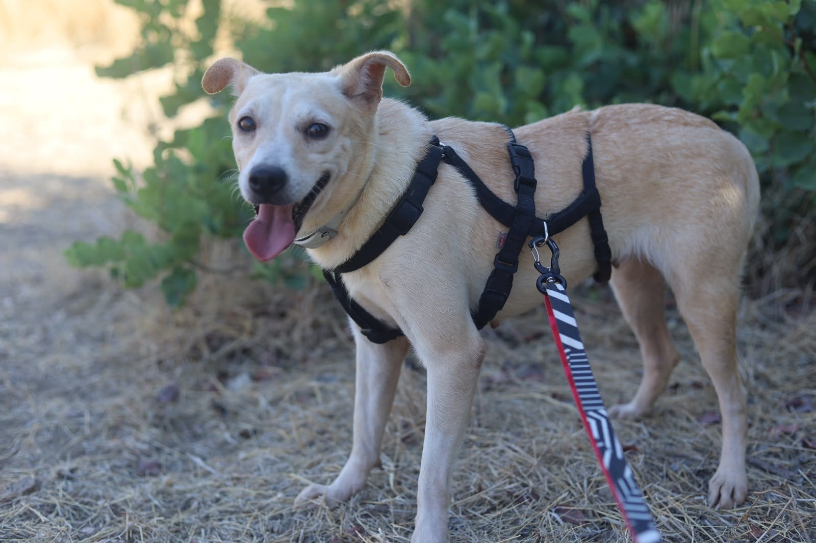 Leora verblijft in Cyprus, Dieren en Toebehoren, Honden | Niet-rashonden, 6 jaar of ouder, Handelaar, Buitenland, Teef