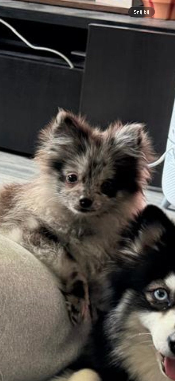 Nieuw thuis gezocht, Keeshond, 15 weken tot 1 jaar, Reu, Eén hond