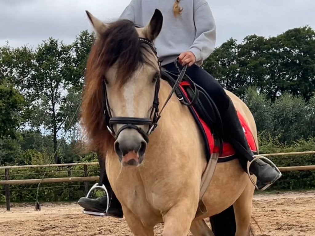 Vrolijke pony te lease voor 3 dagen per week
