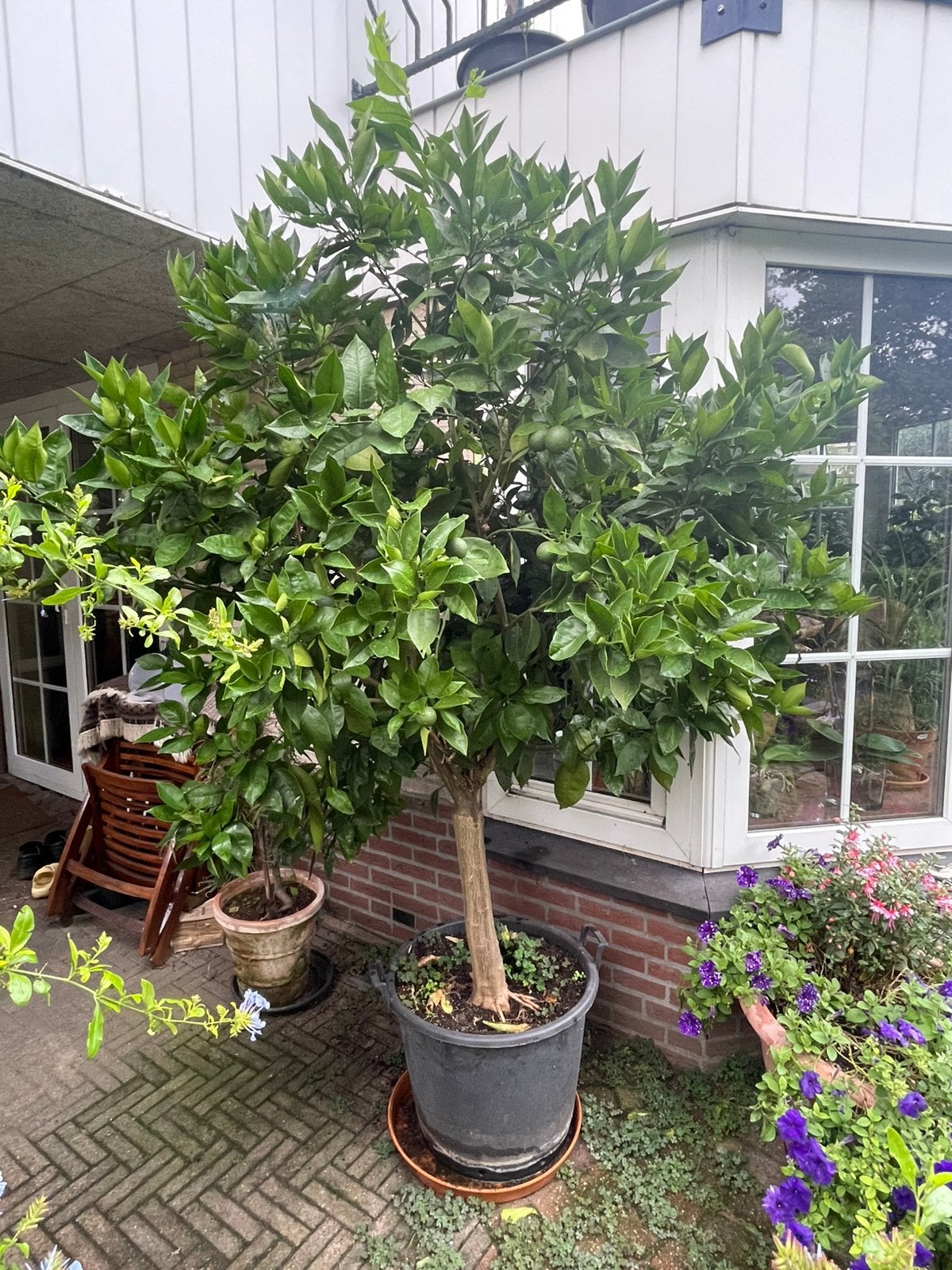 Te koop aangeboden: Sinaasappelbomen – Citrus sinensis bomen, Tuin en Terras, Volle zon, In pot, Ophalen of Verzenden, Citroenboom