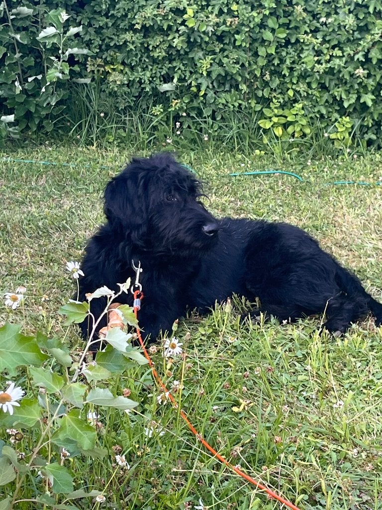 Labradoodle 7 maanden, 15 weken tot 1 jaar, Reu, Parvo, Eén hond
