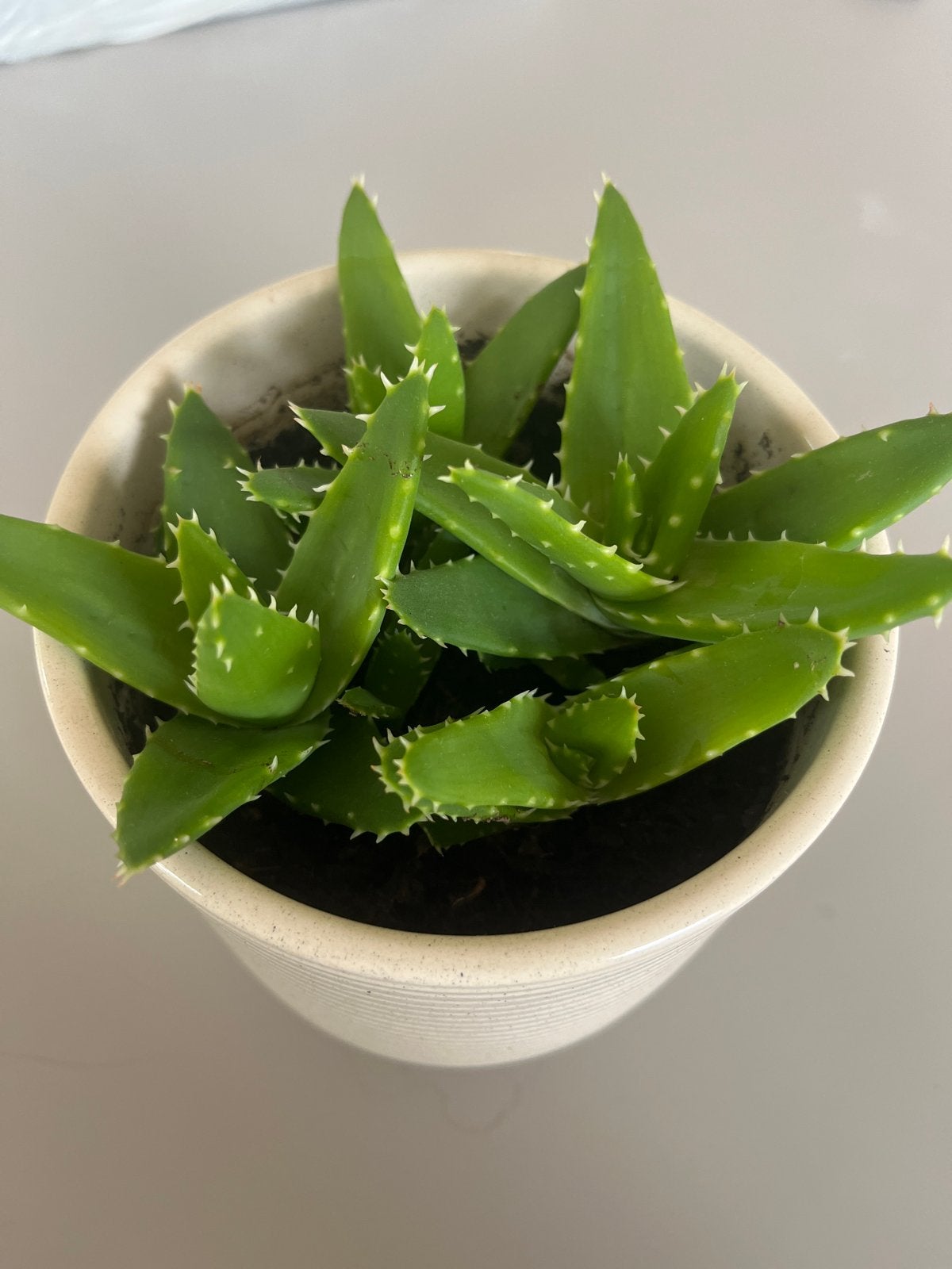 Aloë Vera plant in pot - Makkelijk te verzorgen, Overige soorten, Volle zon, Vaste plant, Ophalen of Verzenden