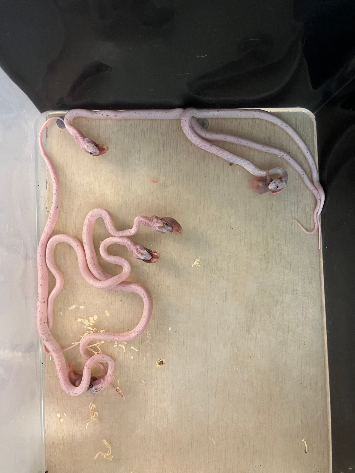 0.0.5 palmetto tessera het caramel guttatus Corn Snake photo 4