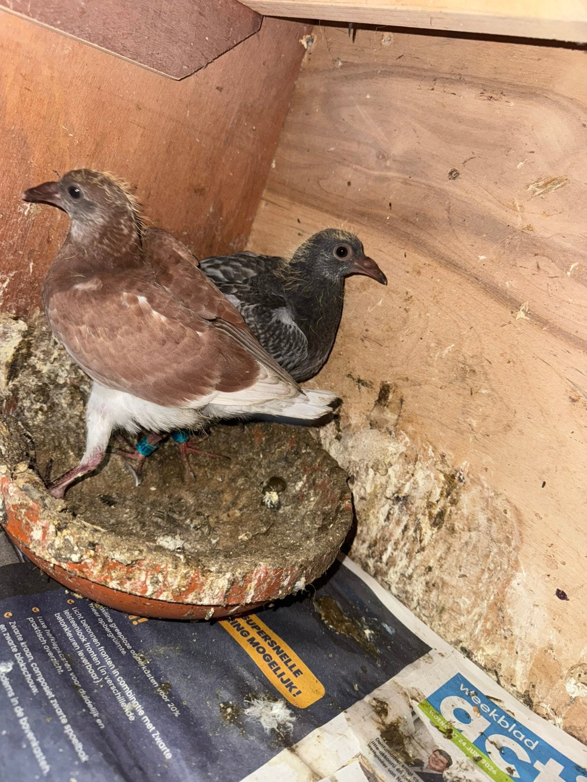 Jonge duiven, Dieren en Toebehoren, Vogels | Duiven, Meerdere dieren, Postduif
