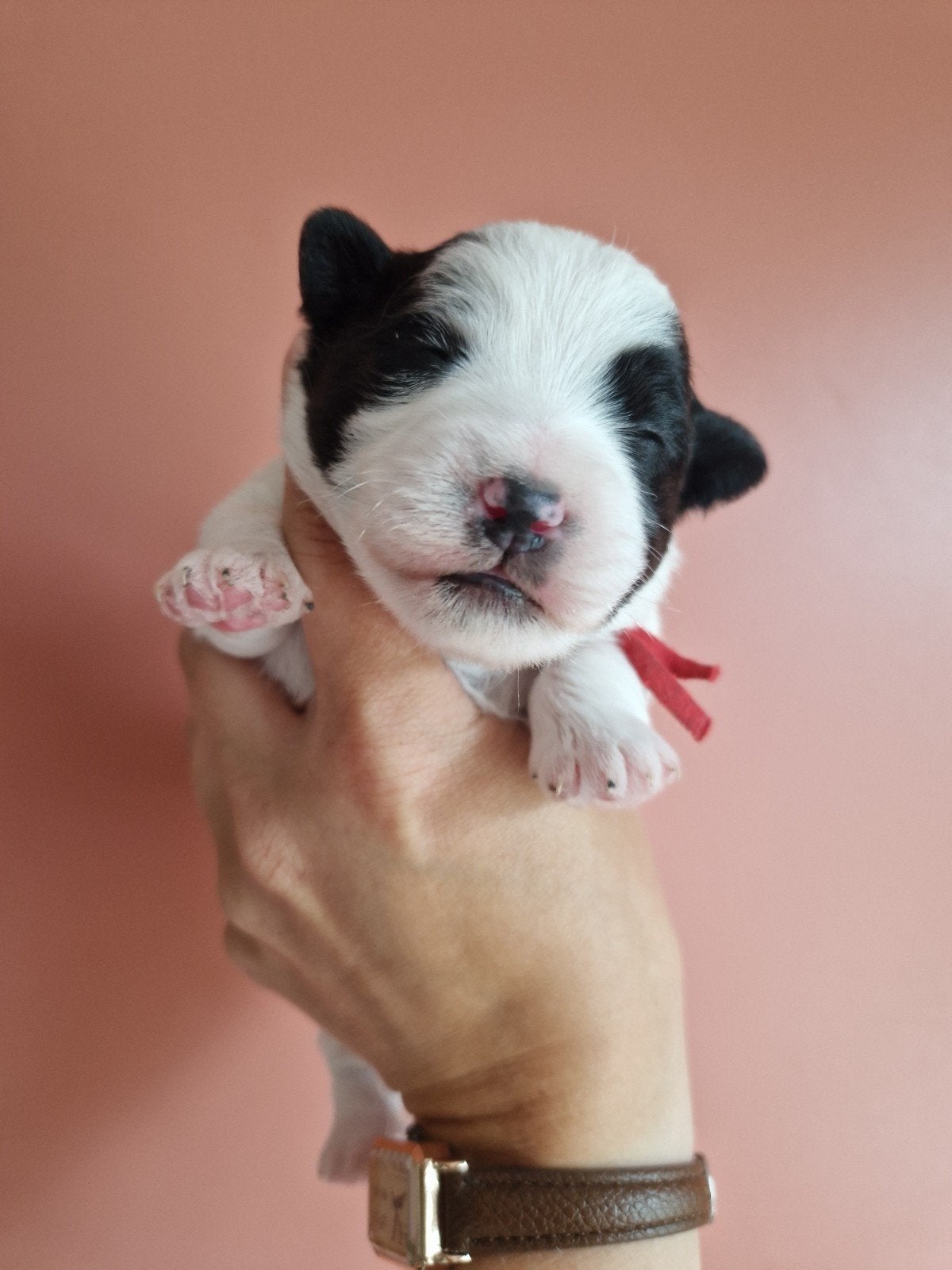Prachtige Kruising Pups, Dieren en Toebehoren, 8 tot 15 weken, Meerdere, Meerdere dieren, Nederland