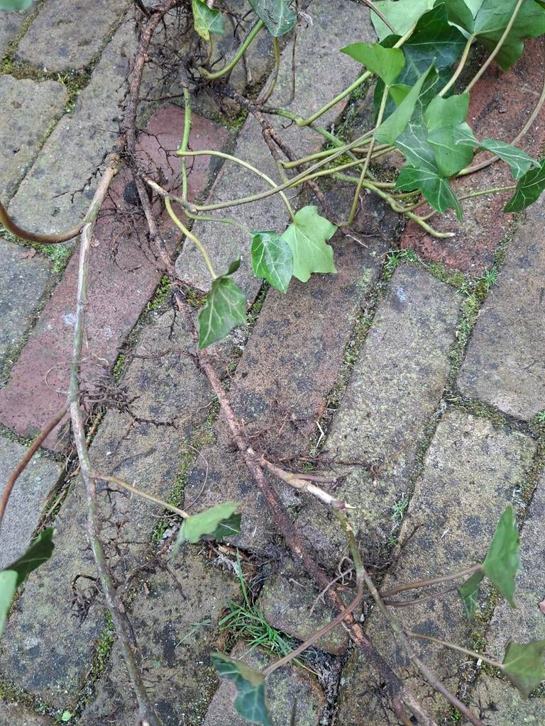 Klimop (Hedera helix) - Stekjes, snelgroeiende bodembedekker, Vaste plant, Ophalen of Verzenden, Bloeit niet, Halfschaduw