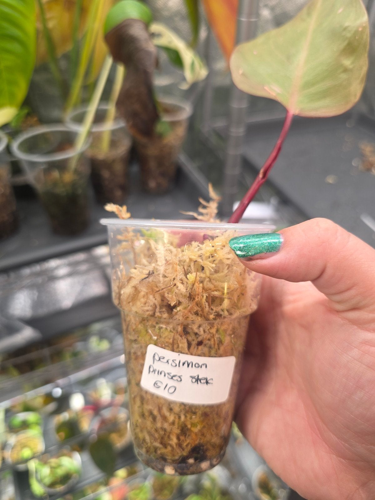 philodendron persimmon princes stek, Ophalen of Verzenden, Halfschaduw, Minder dan 100 cm