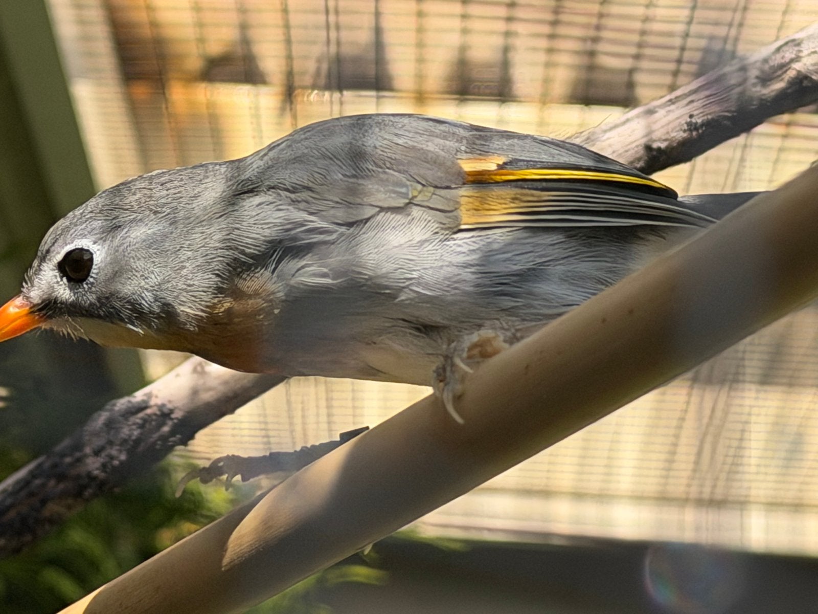 Japanse nachtegaal pop 2026, Dieren en Toebehoren, Vrouwelijk, Geringd