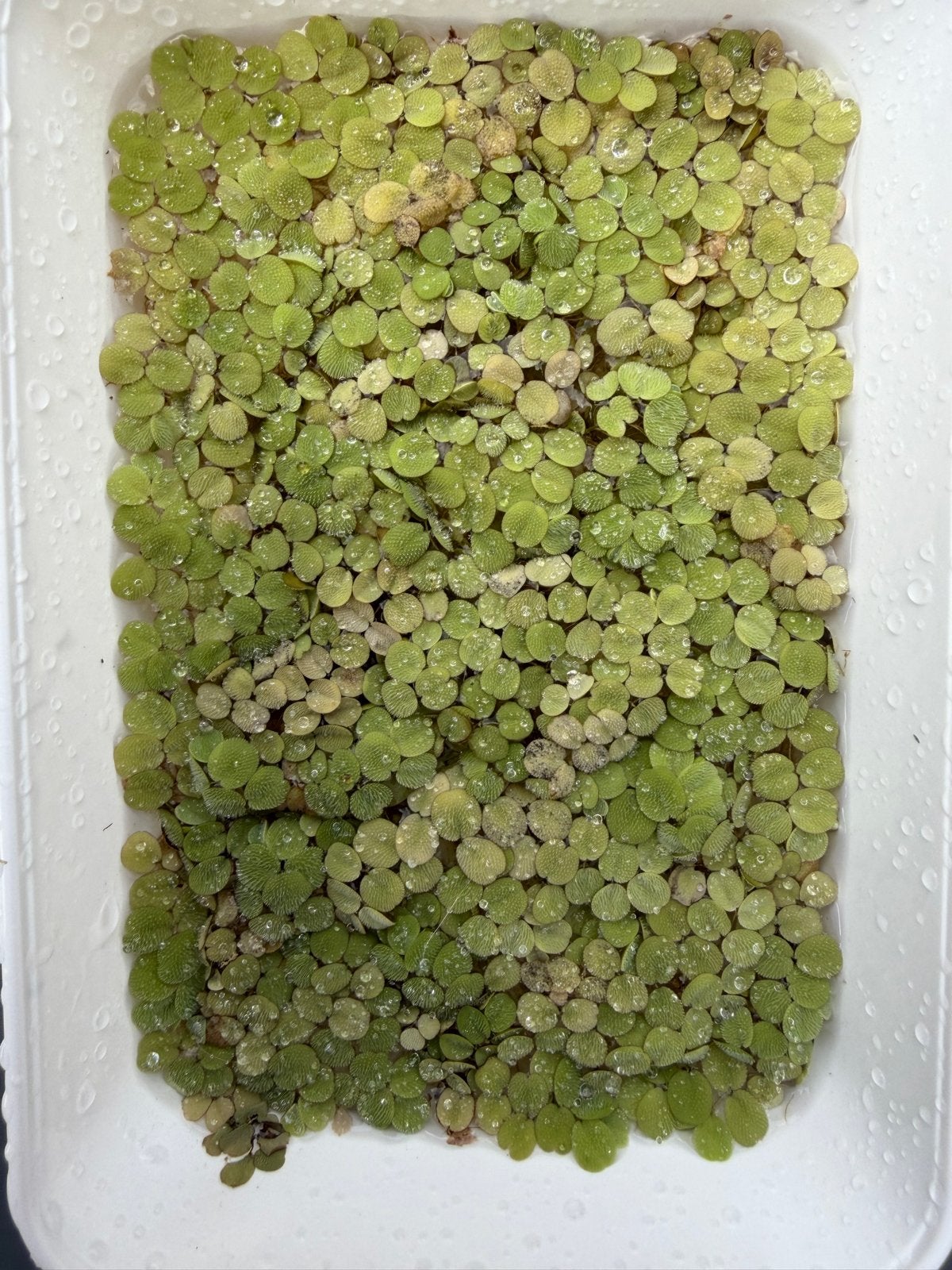 Salvinia minima (aquariumplantje) drijfantje, Dieren en Toebehoren, Vissen | Aquaria en Toebehoren, Ophalen, Nieuw, Plant(en), Steen of Hout