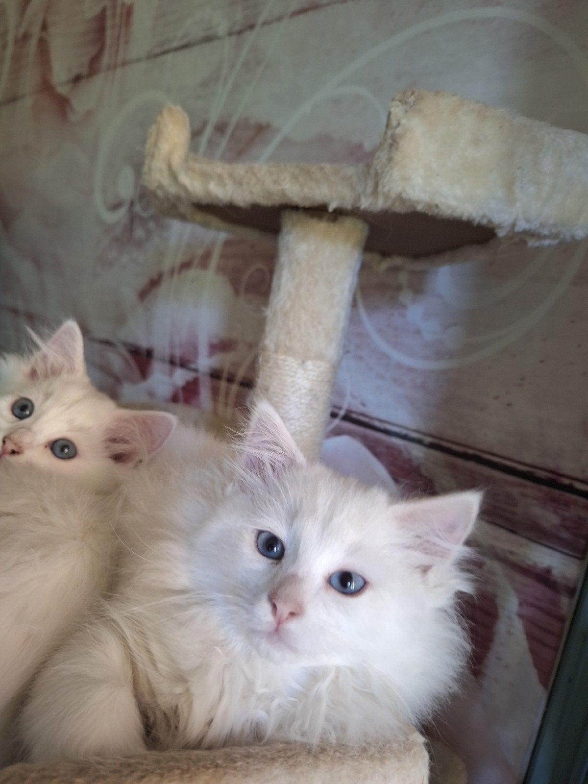 100 %ragdoll flatt white, Poes