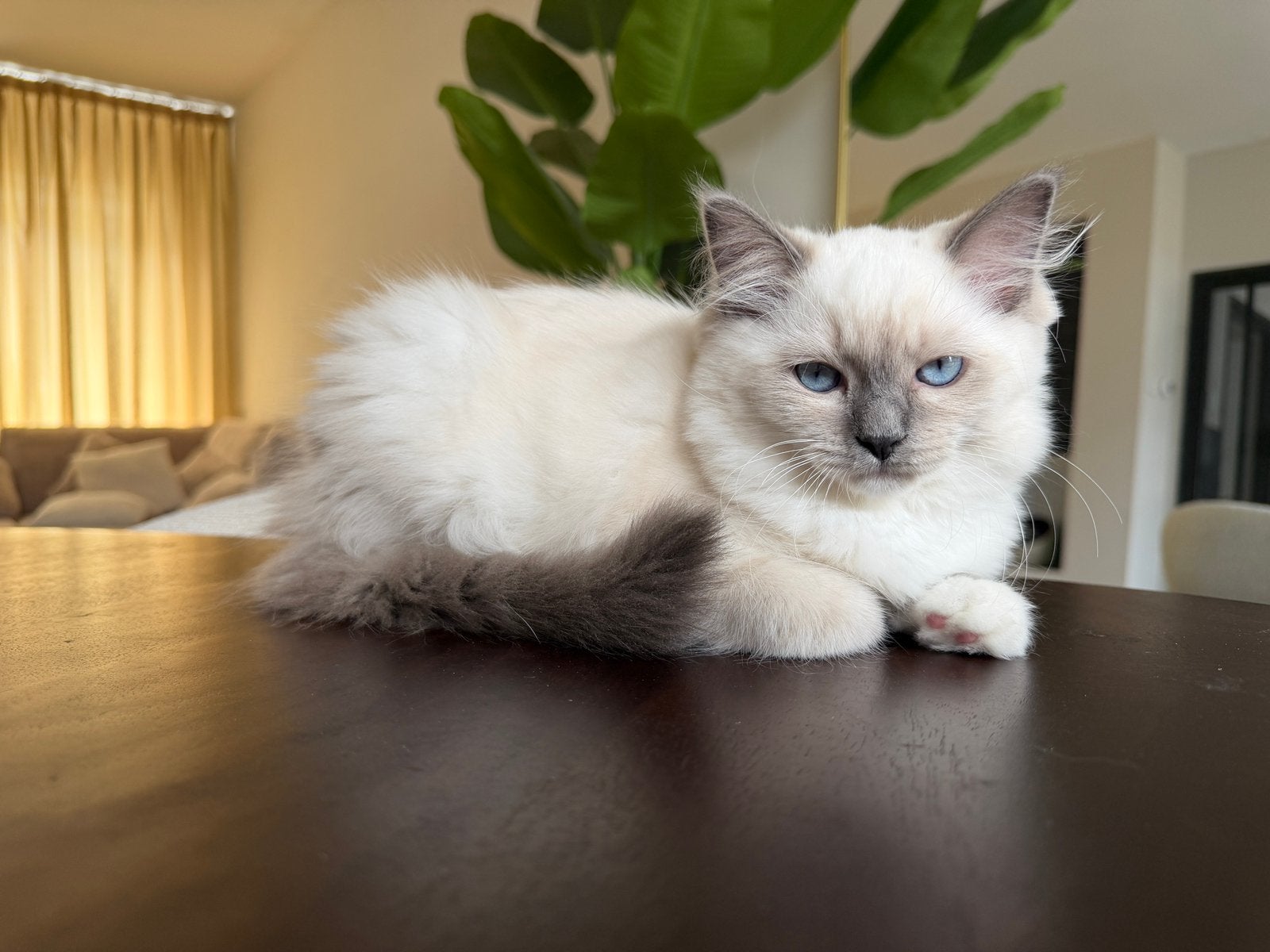 Prachtige ragdoll poes 16 weken oud, Meerdere dieren, Ingeënt, 0 tot 2 jaar