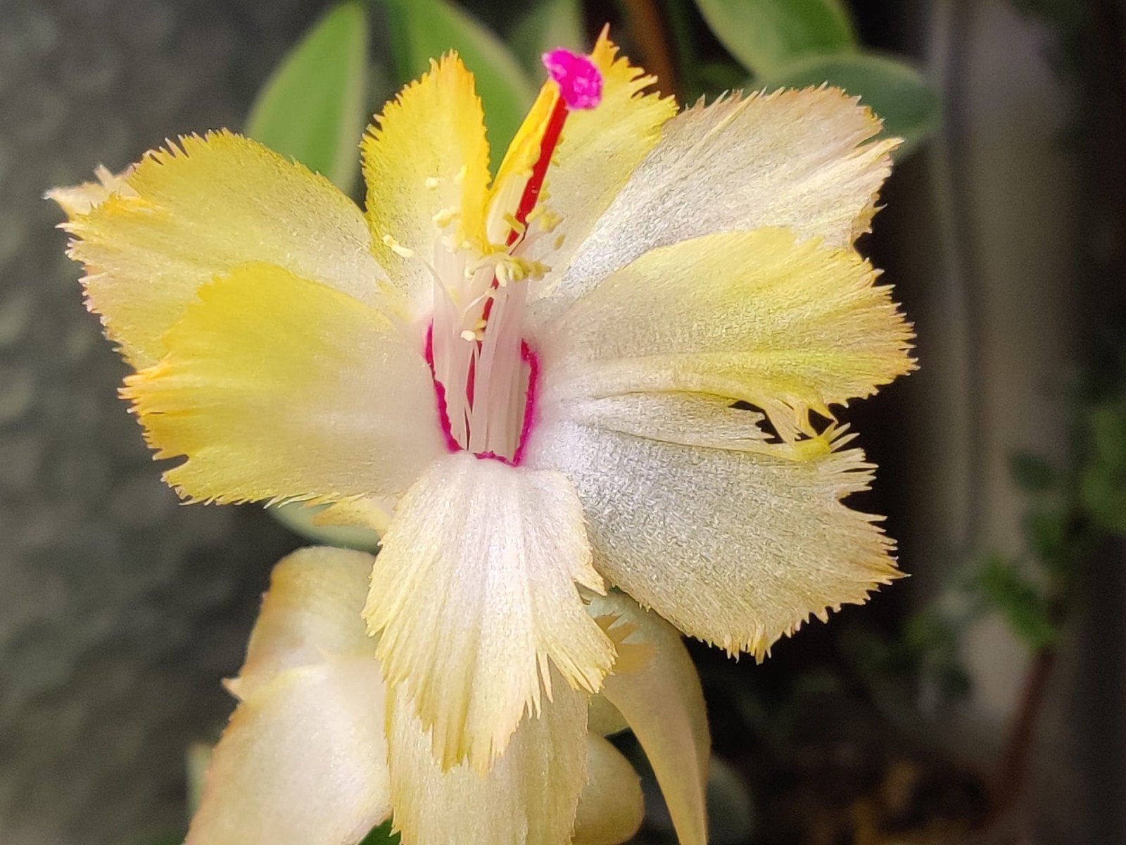 Schlumbergera 'Chelsea' (frilled petals) stek ongeworteld, Verzenden, Halfschaduw, Minder dan 100 cm