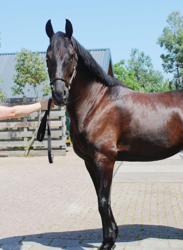 Super knappe Zwarte ruin te koop!, Dieren en Toebehoren, Gechipt, B, Ruin, 7 tot 10 jaar