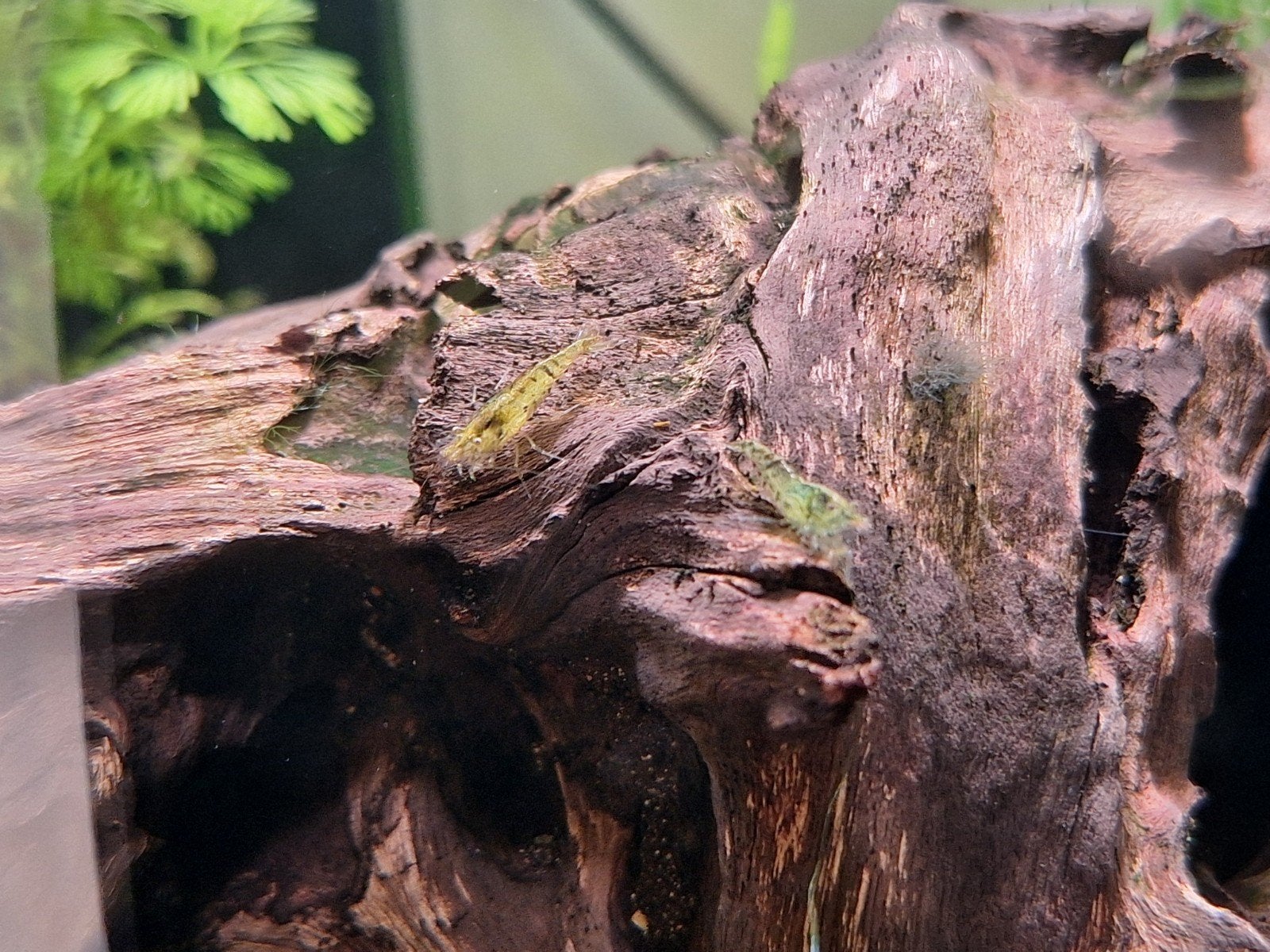 Garnalen, Kreeft, Krab of Garnaal