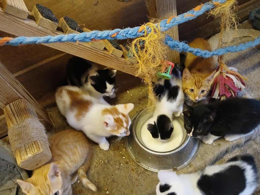 kittens te koop, Dieren en Toebehoren, Katten en Kittens | Raskatten | Korthaar, Meerdere dieren, 0 tot 2 jaar, Ontwormd