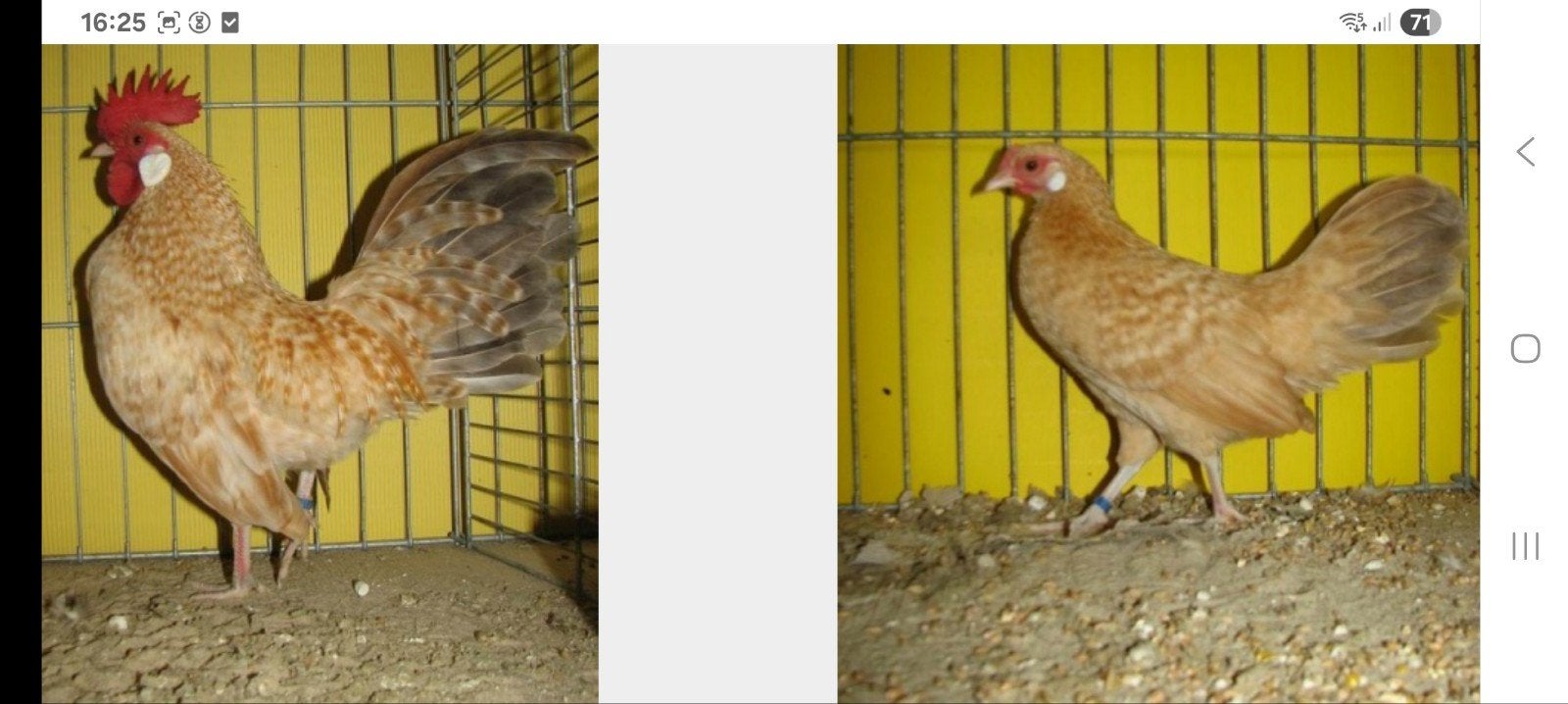 gezocht broedeieren hollandse kriel, Meerdere dieren, Kip