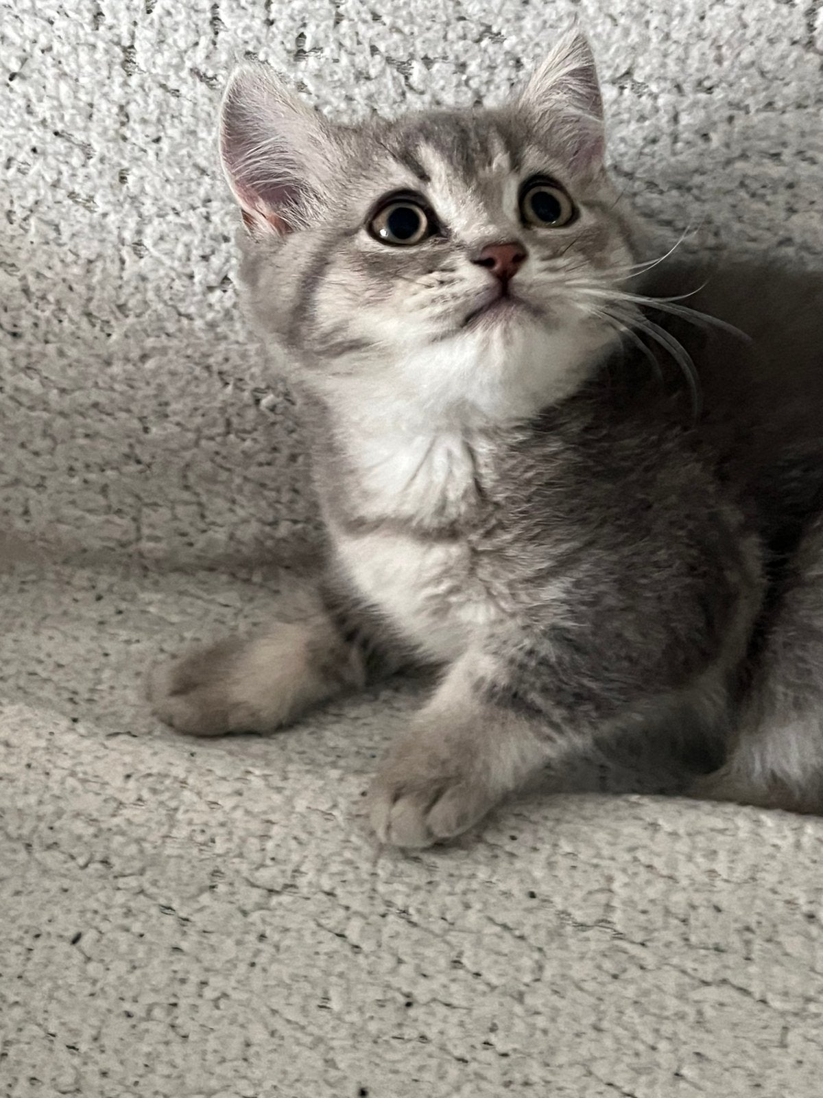 Raszuivere britse korthaar kittens, Dieren en Toebehoren
