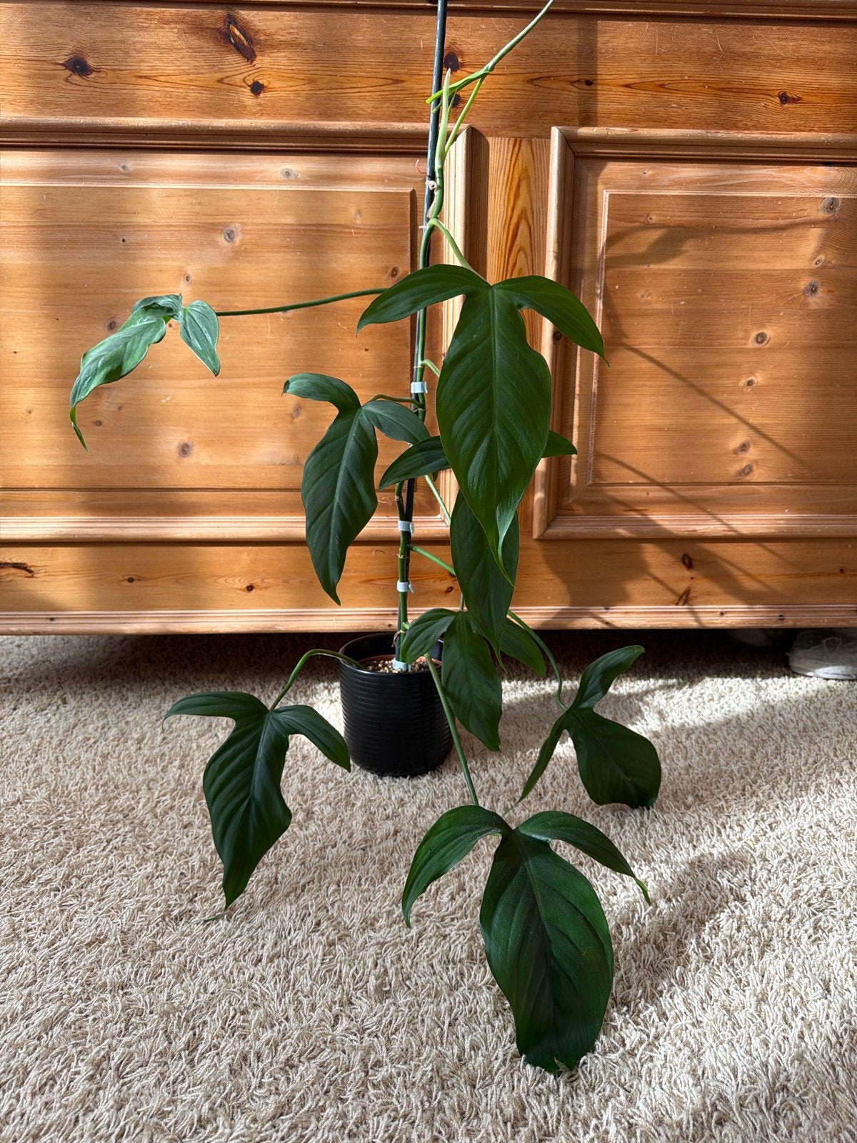 Philodendron Camposportoanum - Volwassen plant, Ophalen, Overige soorten, Halfschaduw, Minder dan 100 cm