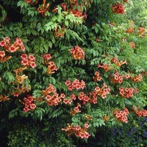 Trompetbloem (Campsis radicans) stekjes, 20 cm hoog, Tuin en Terras, Volle zon, Vaste plant, Zomer, Ophalen