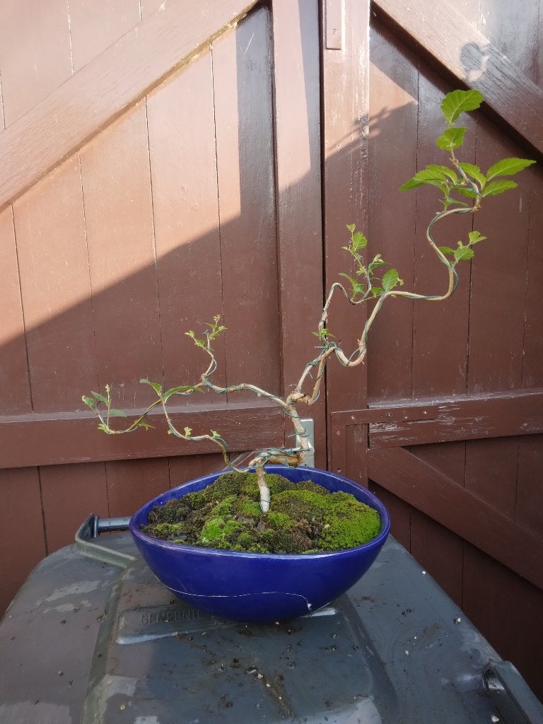 Bonsai, Bloeit niet, Minder dan 100 cm, Volle zon, In pot