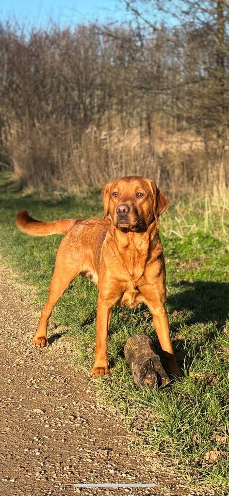Dekreu Red Fox Labrador, Reu, 1 tot 2 jaar, Labrador retriever, Parvo