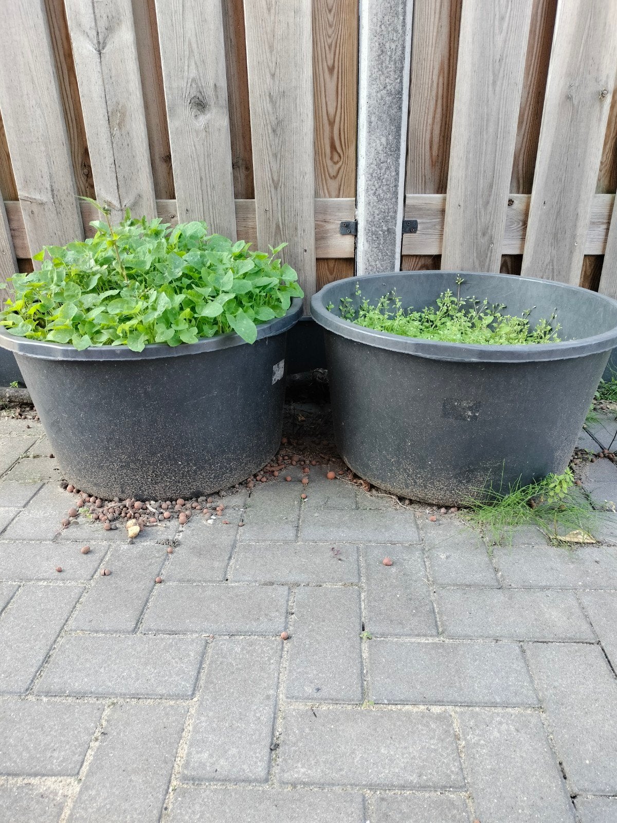 bak specie kuip 2 stuks, Ophalen, Rond, Kunststof, 30 tot 60 cm