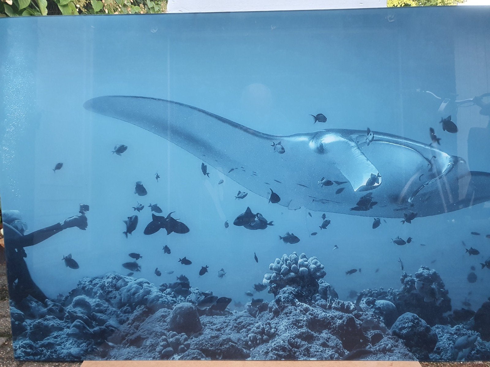 grote foto diepzee plexiglas, Ophalen