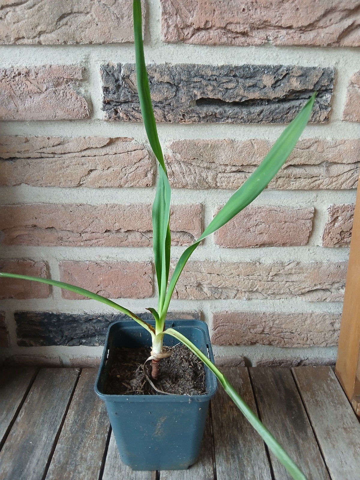 yucca stek. vaste plant, Ophalen, Overige soorten, Volle zon