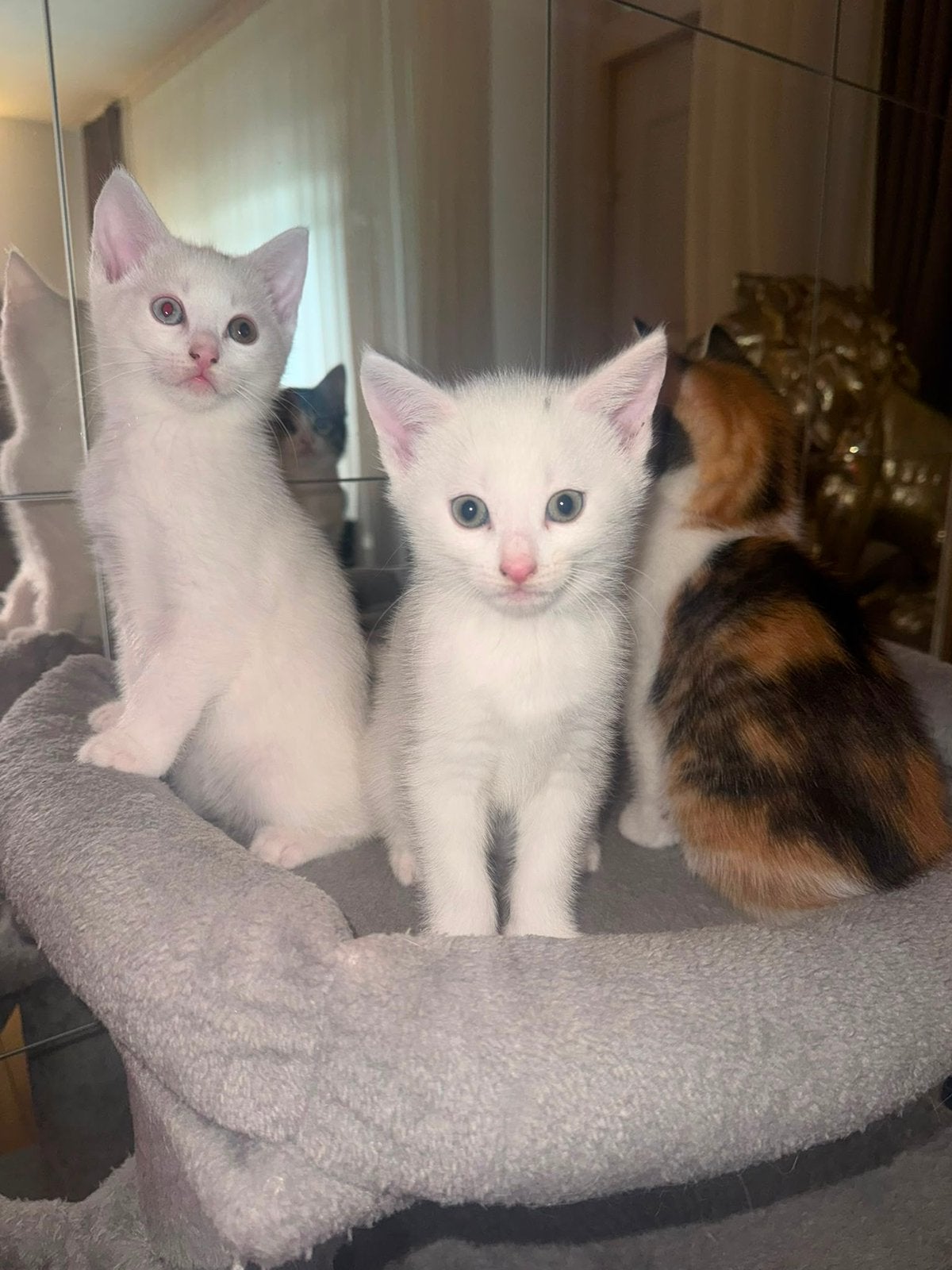 Te koop: 3 prachtige  Angora kittens – €400 per kitten, Meerdere dieren, Kortharig, 0 tot 2 jaar