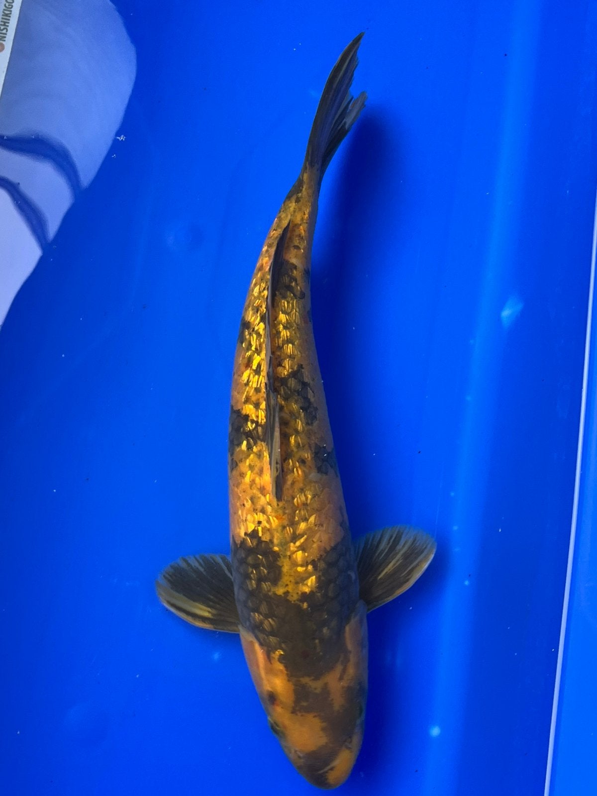 Ki-Utsuri, Karper of Koi