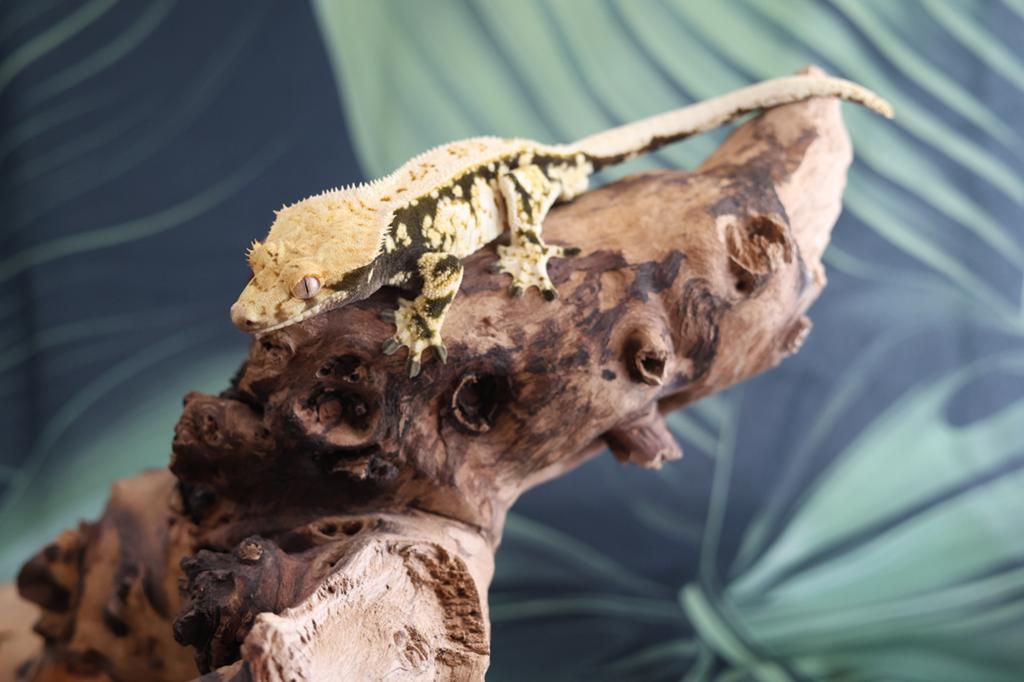 Mooie RTB Wimpergekko (Crested Gecko) 1.0 Man Crested Gecko - male for sale from MaRa81