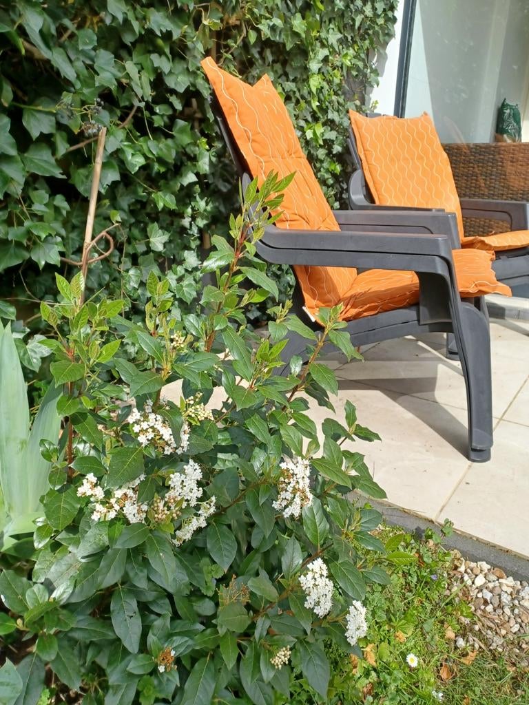 Viburnum Tinus struik met witte bloemen, Vaste plant, Halfschaduw, Zomer, Ophalen
