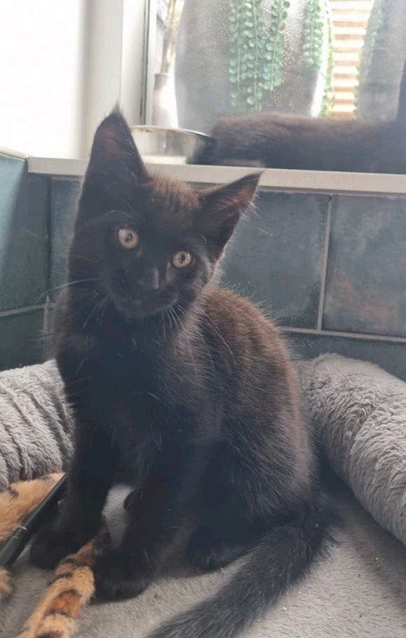 Maine coon kruising kittens, Meerdere dieren, Ontwormd, 0 tot 2 jaar